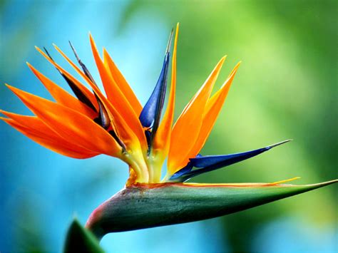 The enchanting colors of birds of paradise